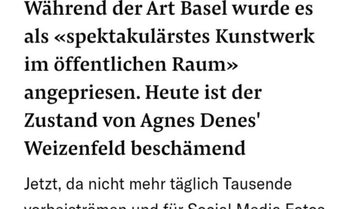 Kritischer Blick auf den Zustand von Agnes Denes‘ Weizenfeld in Basel,&nbsp;NZZ
